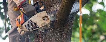 Best Lawn Maintenance Plans  in Mill Creek, WA
