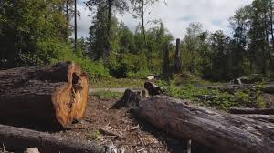 Best Arborist Consultation Services  in Mill Creek, WA