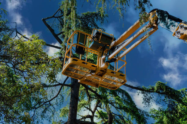 Best Commercial Tree Services  in Mill Creek, WA
